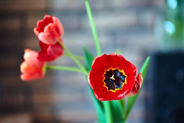 Closeup Pistilo Estames Interior Uma Xícara Flor Tulipa Vermelha — Fotografia de Stock