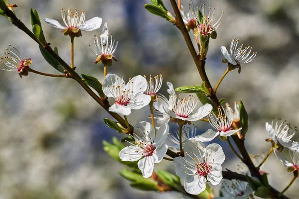 Witte Bloemen Bloeien Een Fruitboom Het Voorjaar Polen — Stockfoto