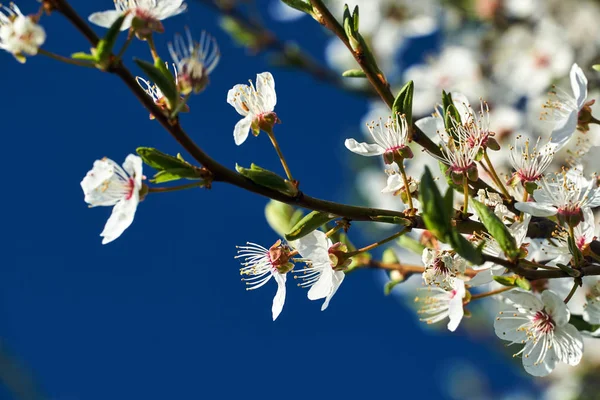 Weiße Blumen Die Frühling Auf Einem Obstbaum Polen Blühen — Stockfoto