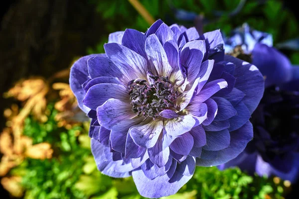 Anemone Fioletowe Kwiaty Ogrodzie — Zdjęcie stockowe