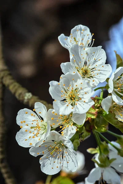 Flores Brancas Florescendo Uma Árvore Fruto Durante Primavera Polônia — Fotografia de Stock