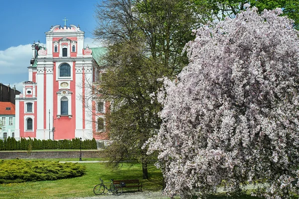 Bloeiende Bomen Het Park Gevel Van Barokke Kerk Stad Poznan — Stockfoto