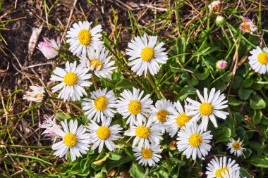 Bahçede ilkbaharda beyaz ve sarı papatya çiçekleri bir grup