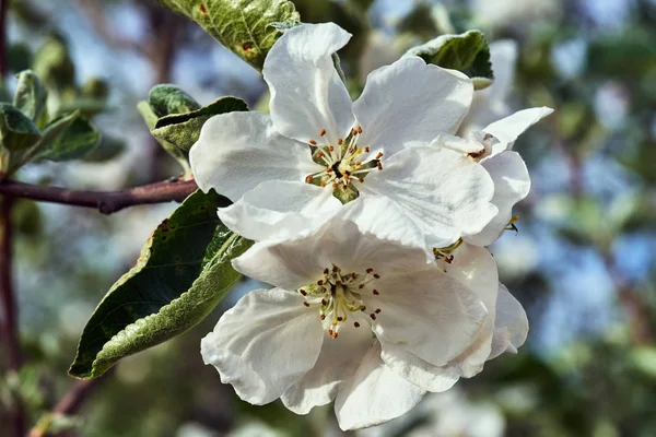 Weiße Blumen Die Frühling Auf Einem Obstbaum Polen Blühen — Stockfoto