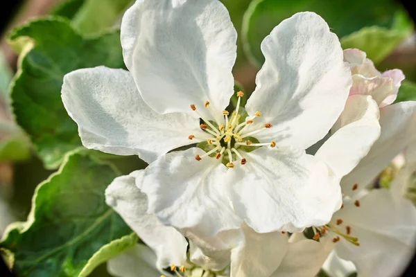 波兰春天的果树上绽放着一朵白花 — 图库照片