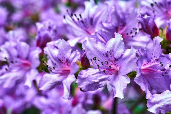 Schöne Blühende Lila Azaleen Frühlingsblumen Einem Garten Polen — Stockfoto