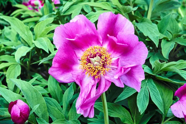 Detalles Del Interior Una Flor Peonía Púrpura Primavera Jardín Polonia — Foto de Stock