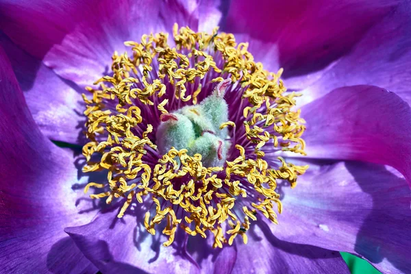 Detalles Del Interior Una Flor Peonía Púrpura Primavera Jardín Polonia — Foto de Stock