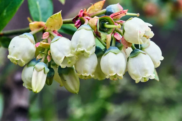 Bunch White Tiny Flowers Spring Garden Poland — Stock Photo, Image