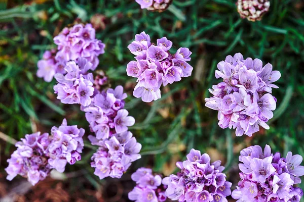 Bando Violetas Pequenas Flores Azálea Primavera Jardim Polônia — Fotografia de Stock