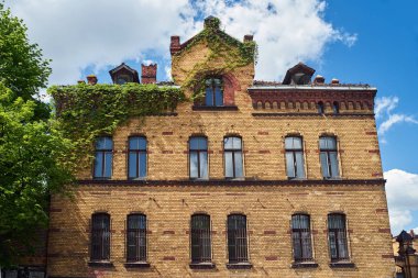 Poznan sarmaşık ile kaplı tarihi bir binanın tuğla duvar