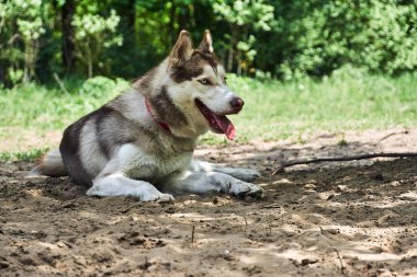 Genç Sibirya husky köpek portresi