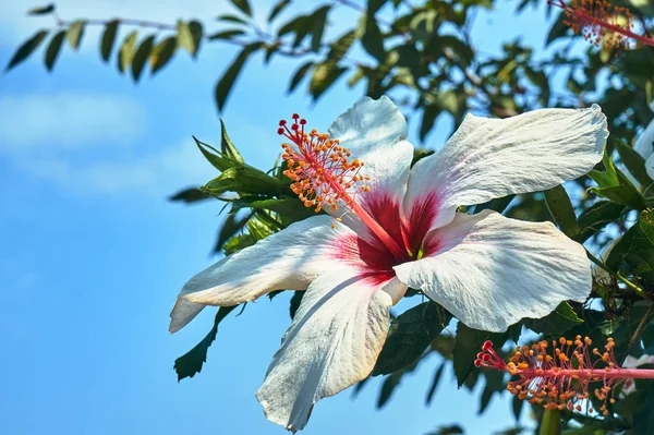 Beyaz Hibiscus Çiçek Kos Adası Yunanistan — Stok fotoğraf