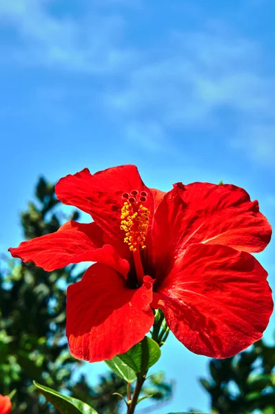 希腊科斯岛上的红芙蓉花 — 图库照片