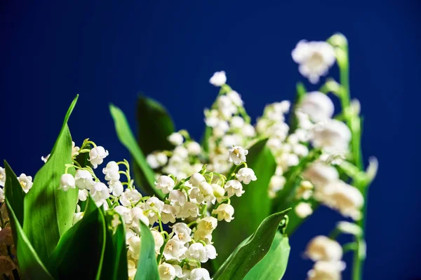 Lily Vadinin Polonya Bir Bahçede Küçük Beyaz Çiçekler — Stok fotoğraf