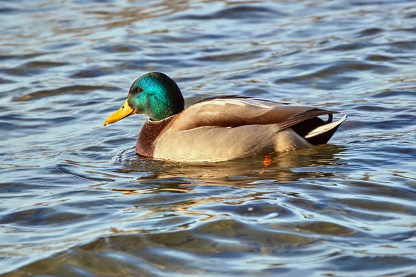 Mallard Duck Floating Pond Poland — Stock Photo, Image