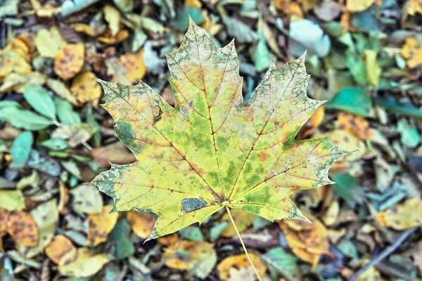 Close Maple Leaf Autumn Forest Poland — Stock Photo, Image