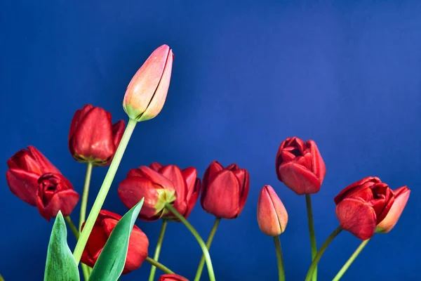 Vacker Röd Tulpanblomma Blå Botten — Stockfoto