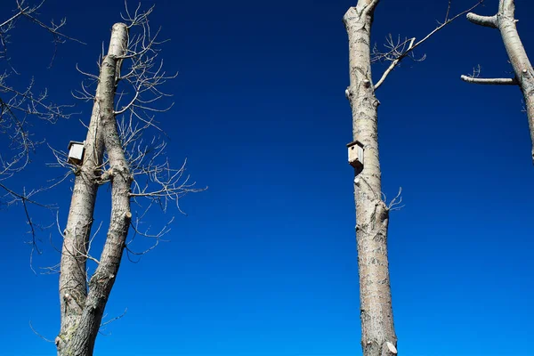 Ящики Гнездования Птиц Стволах Деревьев Небе — стоковое фото
