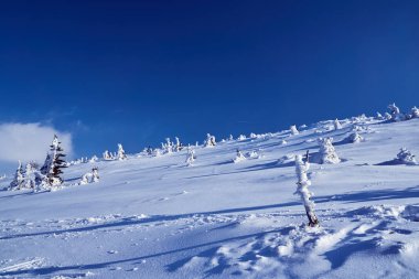 Giant Mountains Polonya'daki kar ormanında gömülü