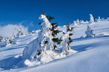 Giant Mountains Polonya'daki kar ormanında gömülü