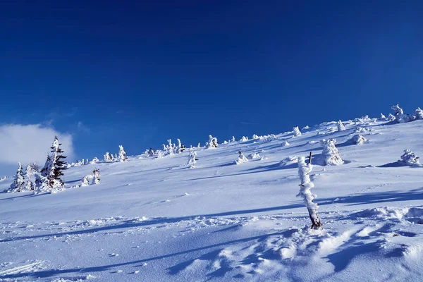 Enterrado Floresta Neve Nas Montanhas Gigantes Polônia — Fotografia de Stock
