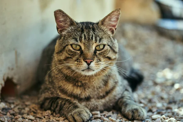 Retrato Gato Europeo Gris Rayado — Foto de Stock