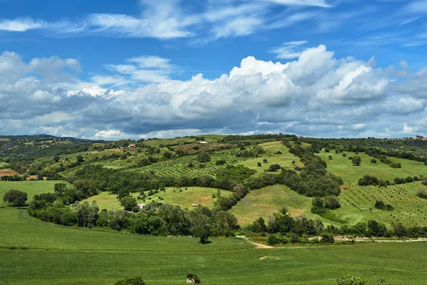 Paesaggio Rurale Con Olivi Che Crescono Sulle Colline Toscane — Foto Stock