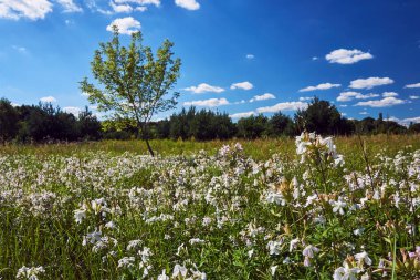 Polonya 'da yaz aylarında orman çayır beyaz çiçekler