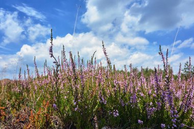 Polonya 'da gökyüzüne karşı ormanda bir takas Heathers