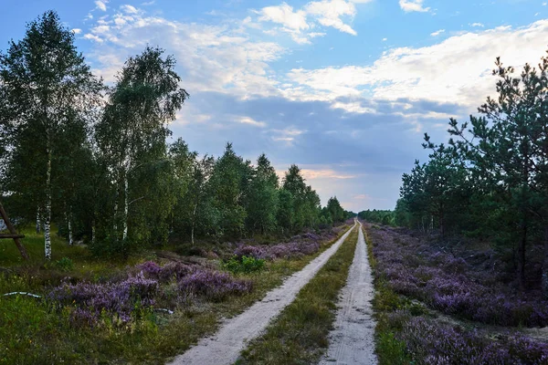 Estradas Arenosas Clareira Urze Uma Floresta Polônia — Fotografia de Stock