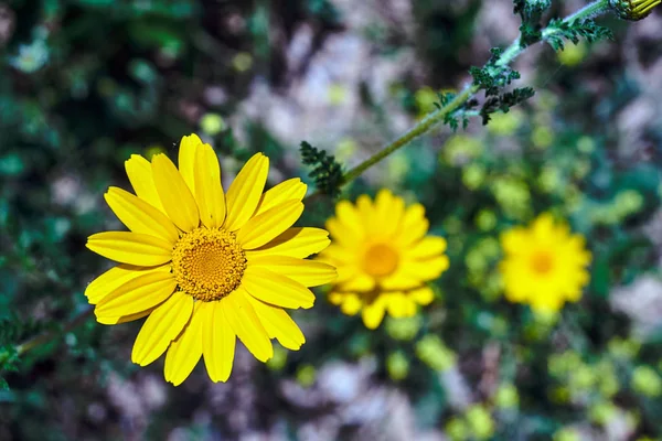 Yellow Summer Flowers Doronicum Meadow Italy — ストック写真