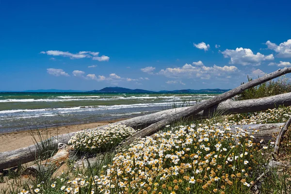 Una Duna Junto Mar Con Una Manzanilla Floreciente Junto Mar — Foto de Stock