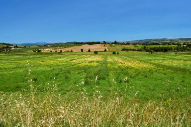 Toskana, İtalya tepelerinde yetişen sarmaşıklar ile kırsal manzara