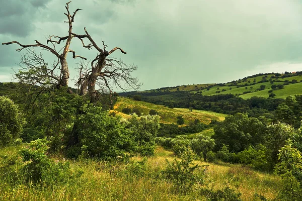Paisagem Rural Com Uma Árvore Murcha Nas Colinas Toscana Itália — Fotografia de Stock