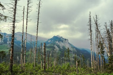 Polonya'da Yüksek Tatras kasırga ağaçları ve kayalık zirveleri