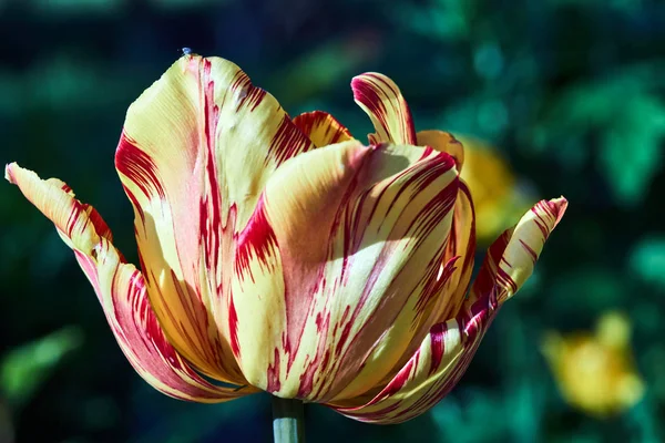 Bahar Bahçesindeki Renkli Laleler — Stok fotoğraf
