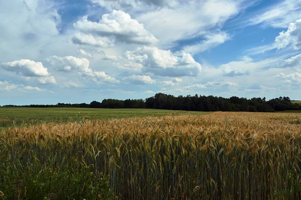 Agricultural Landscape Growing Grain Summer Poland — Stock Photo, Image