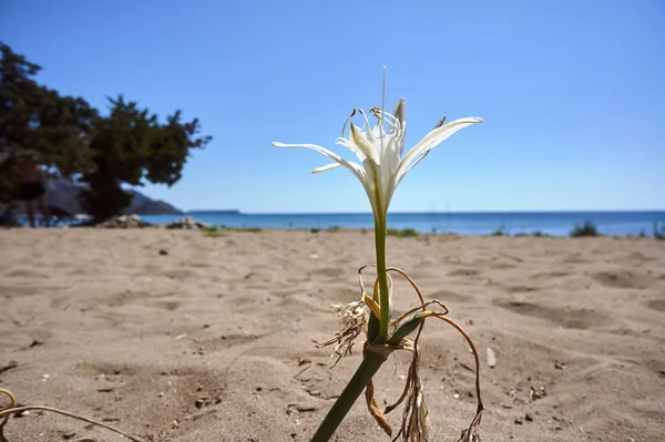 Pankracjum Costeiro Flor Branca Uma Praia Areia Ilha Zakynthos Grécia — Fotografia de Stock