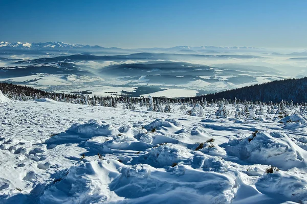 Snön Täckte Granar Bergen Vintern Beskidy Polen — Stockfoto