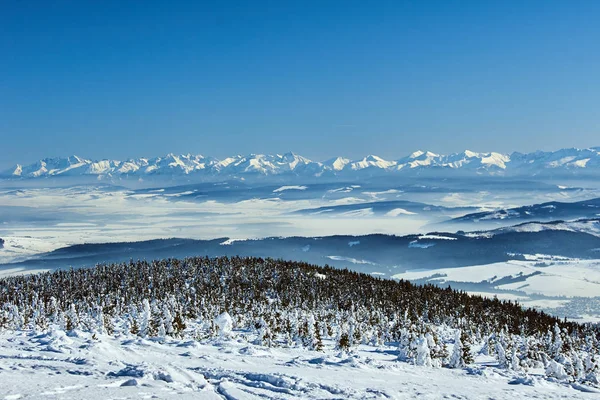 Neve Coberto Abetos Nas Montanhas Inverno Beskidy Polônia — Fotografia de Stock