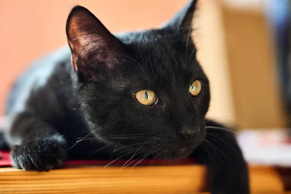 Porträt Einer Jungen Europäischen Katze Mit Schwarzem Haar — Stockfoto