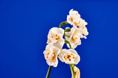 Nergis çiçek bir tencerede ayrıntılarını