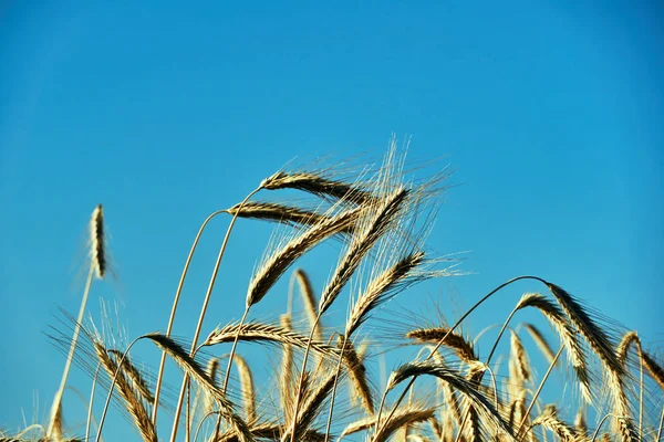 Öron Mogen Majs Mot Bakgrund Sommarhimmel Polen — Stockfoto