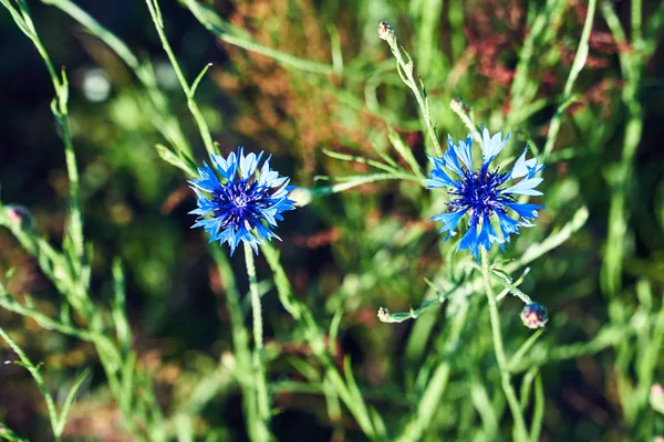 Blauwe Crambe Bloem Een Weiland Het Voorjaar — Stockfoto