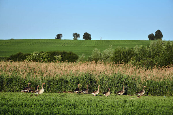 A herd of wild geese resting on a meadow in Poland