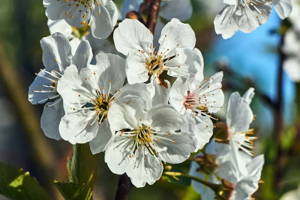 Δέντρο Άσπρα Λουλούδια Την Άνοιξη Στην Πολωνία — Φωτογραφία Αρχείου