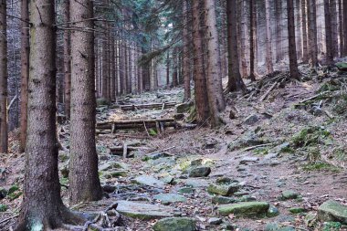 Polonya Giant Mountains dağın üzerinde iğne yapraklı orman