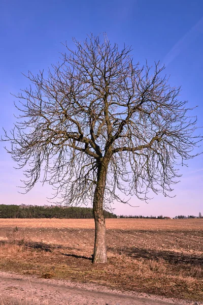 Paisagem Rural Com Uma Árvore Solitária Início Primavera Polônia — Fotografia de Stock