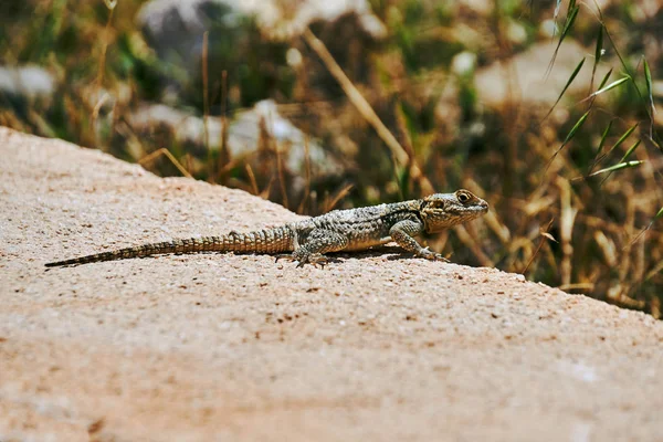 Eidechsenagama Hardun Auf Einem Felsen Auf Der Insel Rhodos Griechenland — Stockfoto